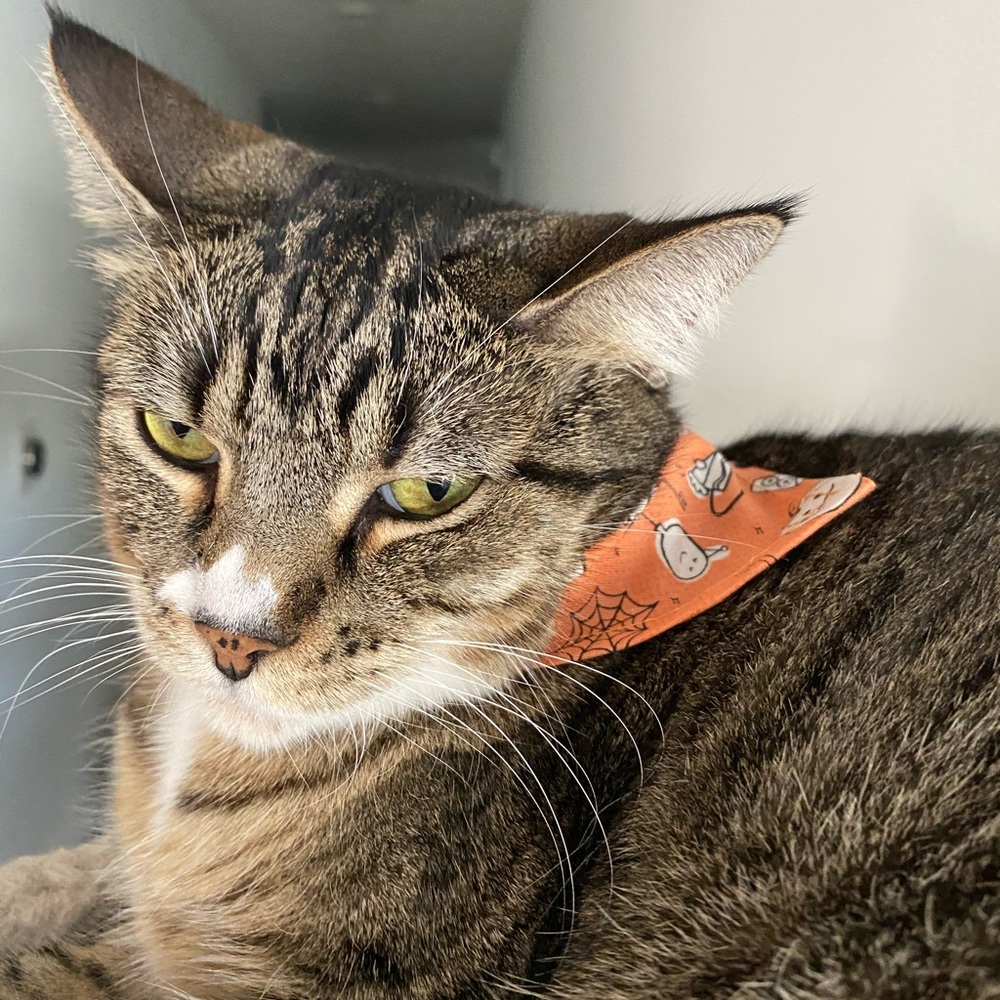 Halloween pet scarf with tie